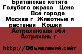 Британские котята Голубого окраса › Цена ­ 8 000 - Все города, Москва г. Животные и растения » Кошки   . Астраханская обл.,Астрахань г.